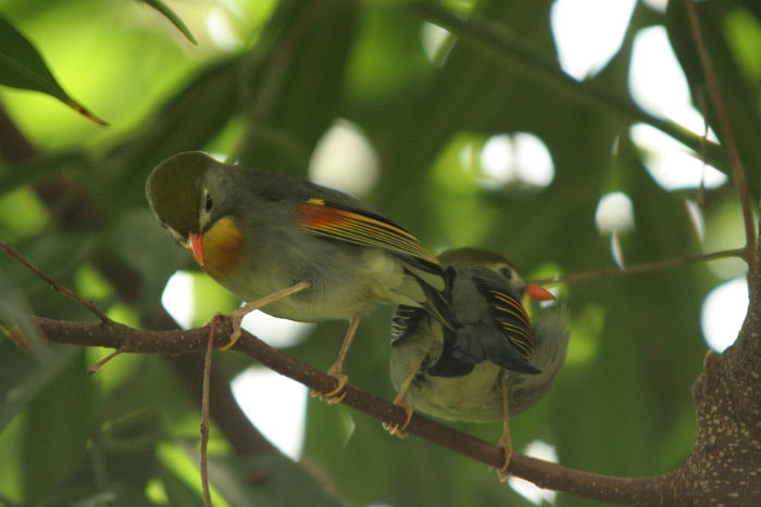 Zoo de Bale - 066